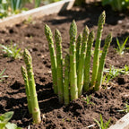 Premium Asparagus Seeds: Har Beej Mein Chhupa Hai Hariyali Ka Khazana! 💎🌱(Buy 1 Get 1 Free)