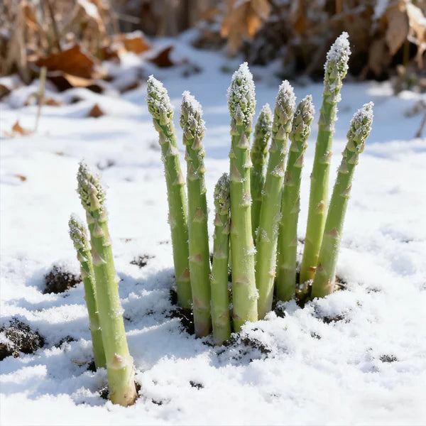 Premium Asparagus Seeds: Har Beej Mein Chhupa Hai Hariyali Ka Khazana! 💎🌱(Buy 1 Get 1 Free)
