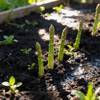 Premium Asparagus Seeds: Har Beej Mein Chhupa Hai Hariyali Ka Khazana! 💎🌱(Buy 1 Get 1 Free)