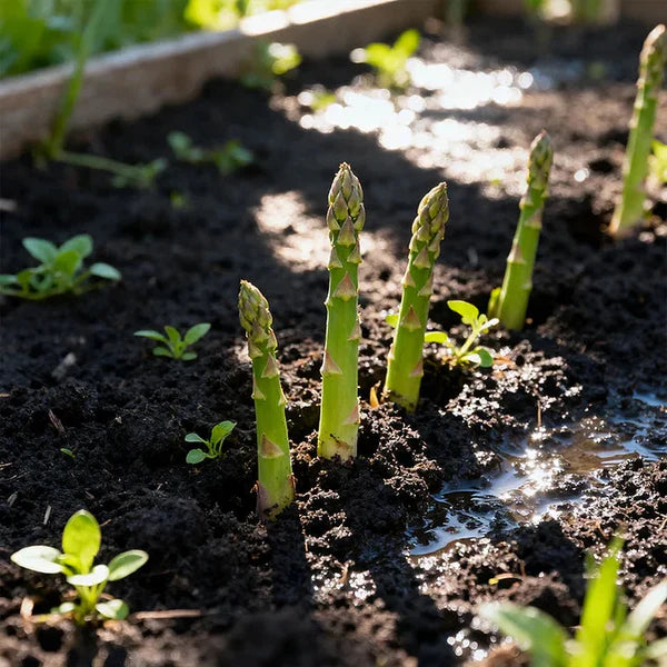 Premium Asparagus Seeds: Har Beej Mein Chhupa Hai Hariyali Ka Khazana! 💎🌱(Buy 1 Get 1 Free)