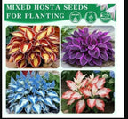 120+ Seeds Hosta 'Touch of Class' Blue/Yellow/Green Mixed Flower Seeds Easy to Grow, Exotic Flower Seeds/Grow In All Seasons in All India